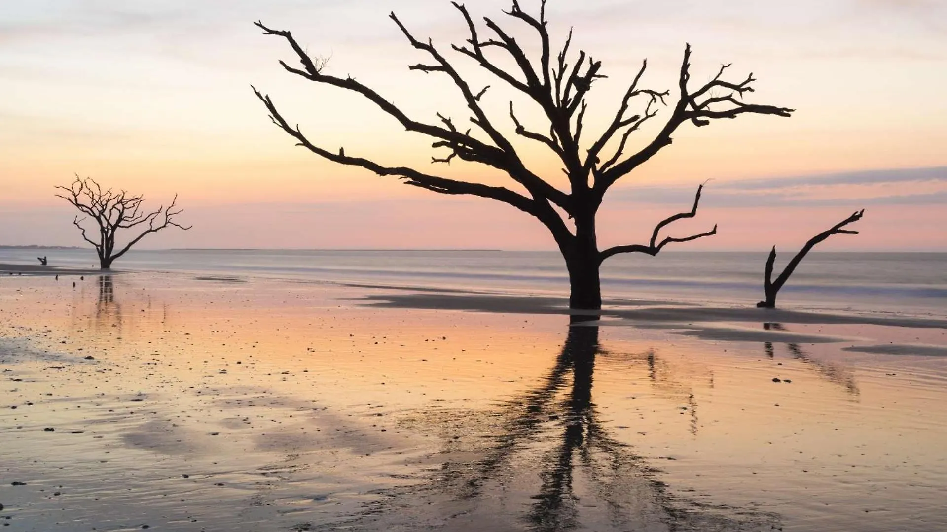 Sea Sponge * Isle of Palms