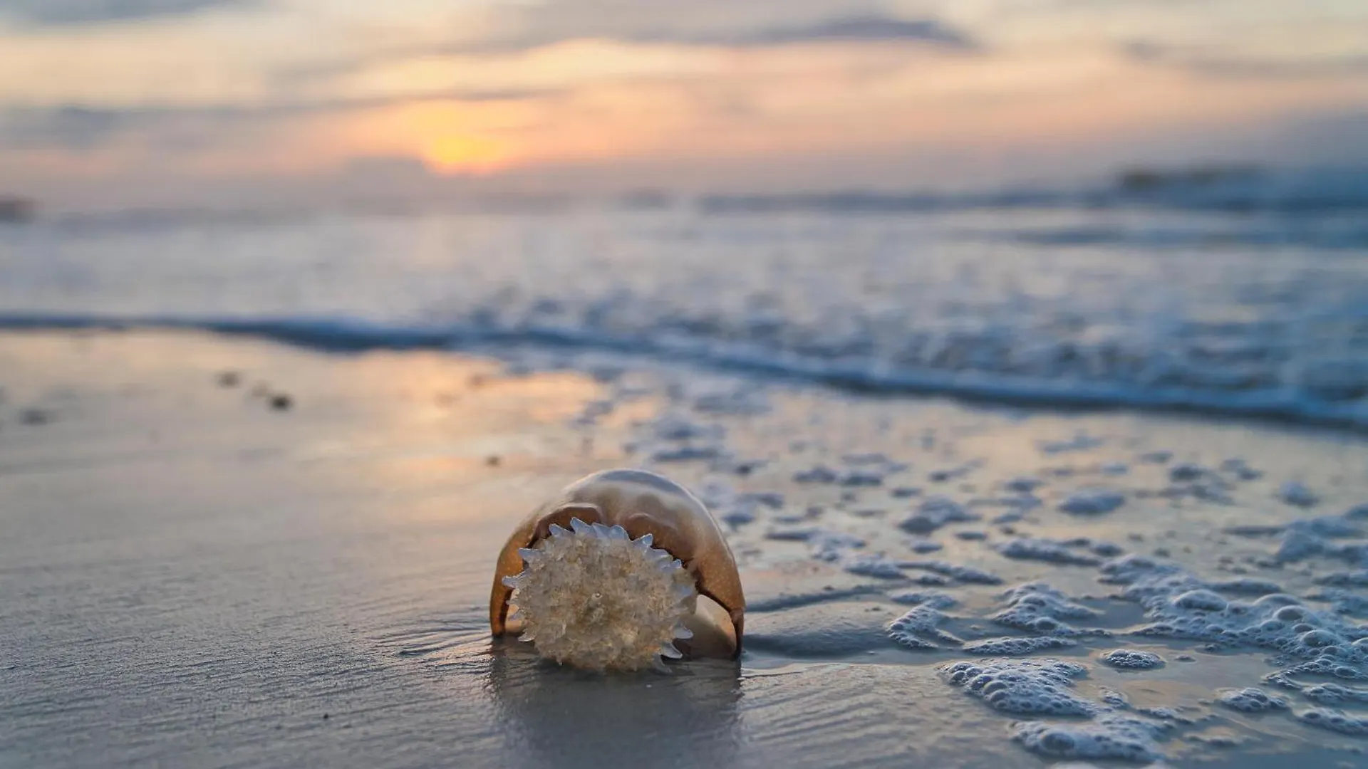 323d Shipwatch Holiday home Isle of Palms
